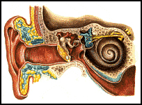 ear_copy.jpg